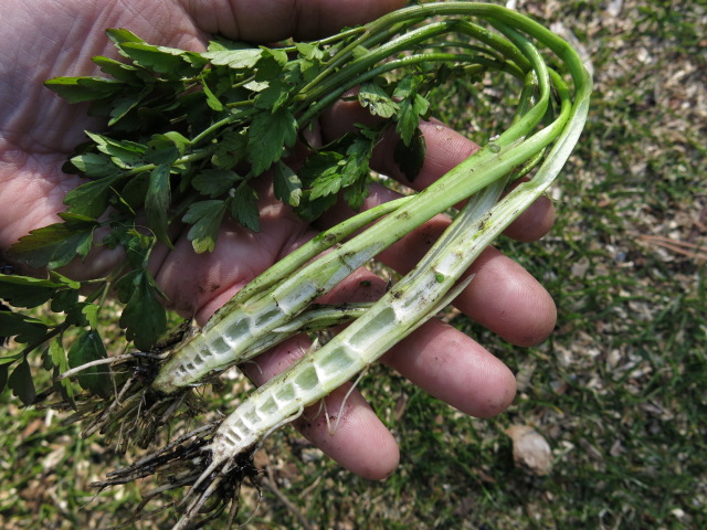 セリに似ている ドクゼリ に注意 新 レストラン自然食研究所のブログ