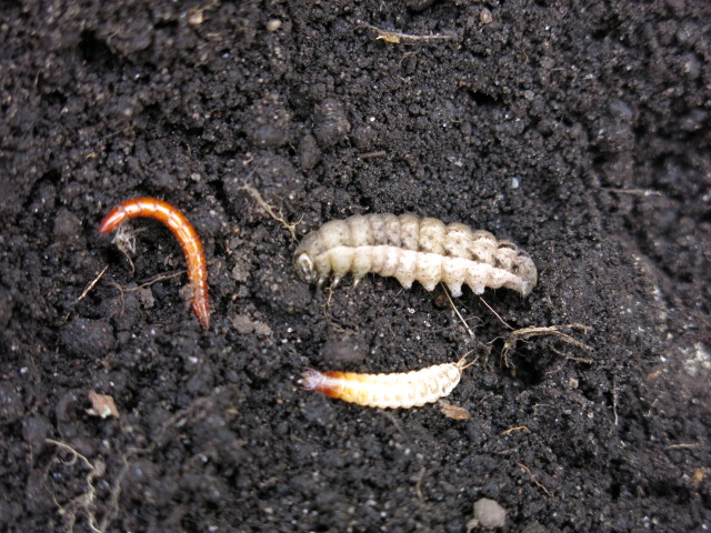 f:id:organiccentre:20200327143820j:plain f:id:organiccentre:20200327143820j:plain