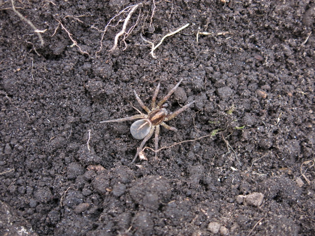 f:id:organiccentre:20200327145406j:plain f:id:organiccentre:20200327145406j:plain