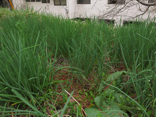f:id:organiccentre:20200327152429j:plain f:id:organiccentre:20200327152429j:plain