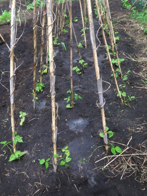 f:id:organiccentre:20200327152855j:plain f:id:organiccentre:20200327152855j:plain