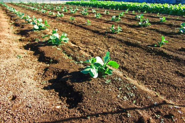 f:id:organiccentre:20200327160125j:plain f:id:organiccentre:20200327160125j:plain