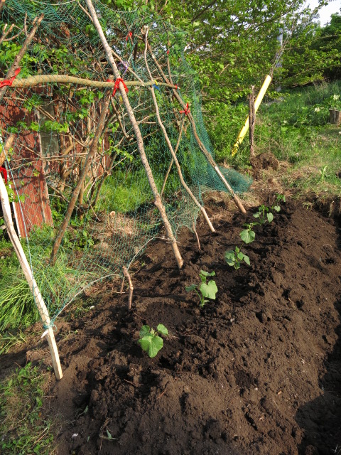 f:id:organiccentre:20200328114334j:plain f:id:organiccentre:20200328114334j:plain