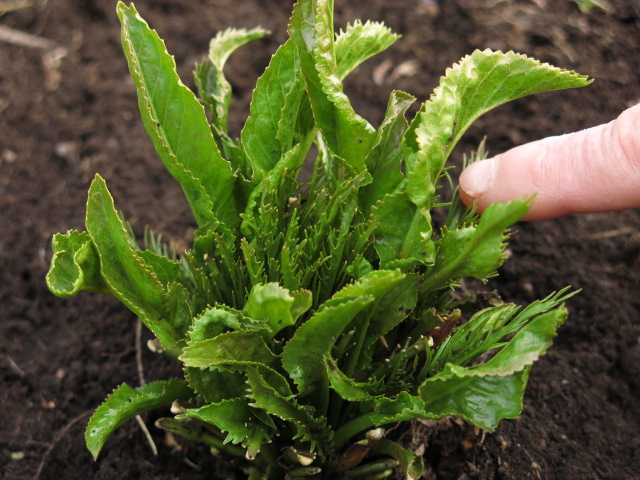f:id:organiccentre:20200329104348j:plain f:id:organiccentre:20200329104348j:plain