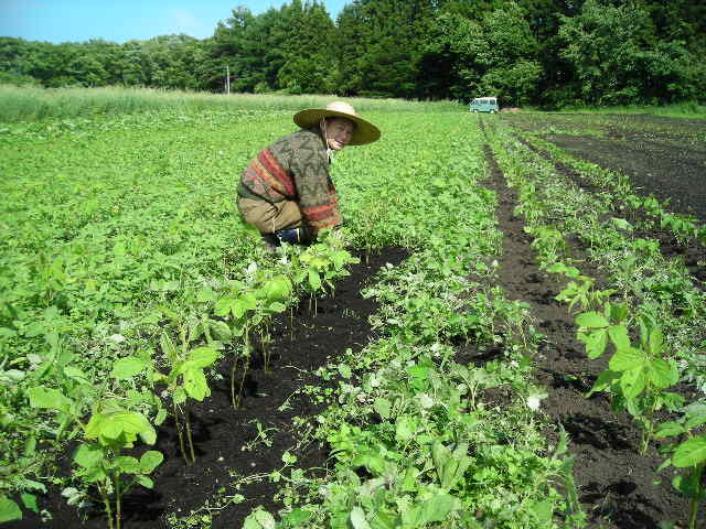 f:id:organiccentre:20200330134641j:plain f:id:organiccentre:20200330134641j:plain