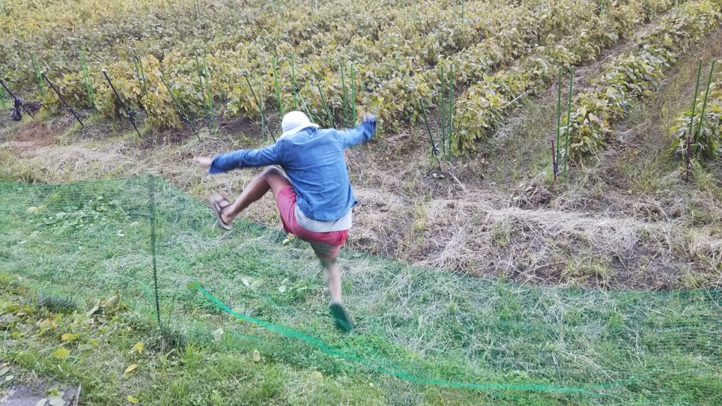 f:id:organiccrossing:20181023042015j:plain