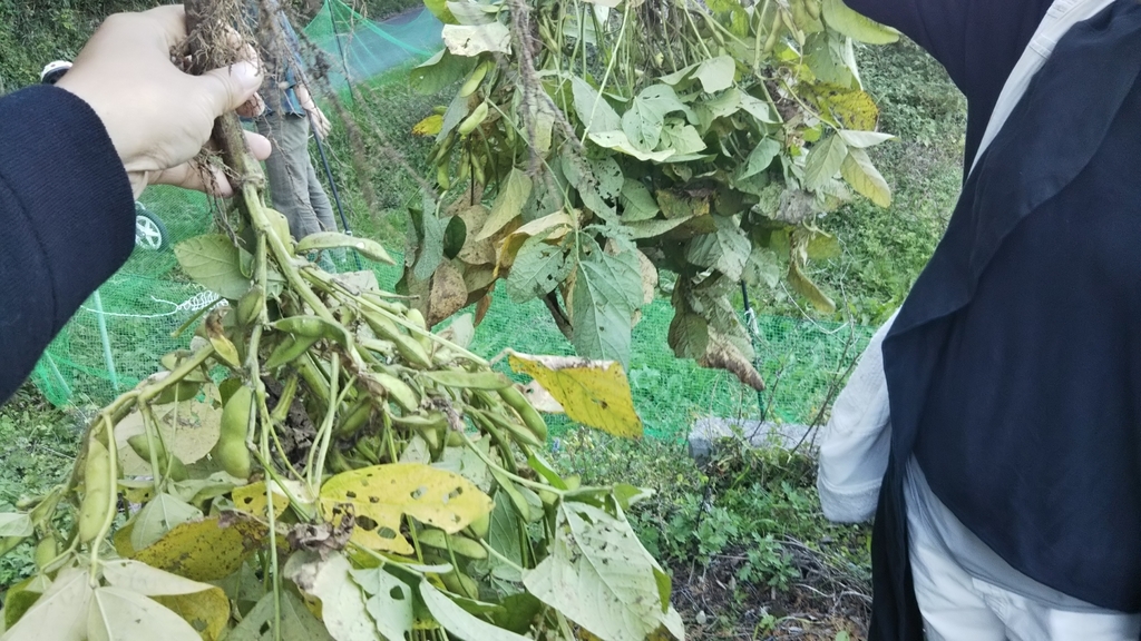 f:id:organiccrossing:20181023042726j:plain
