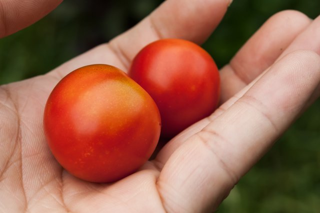 f:id:organicecolojy:20191024005804j:plain