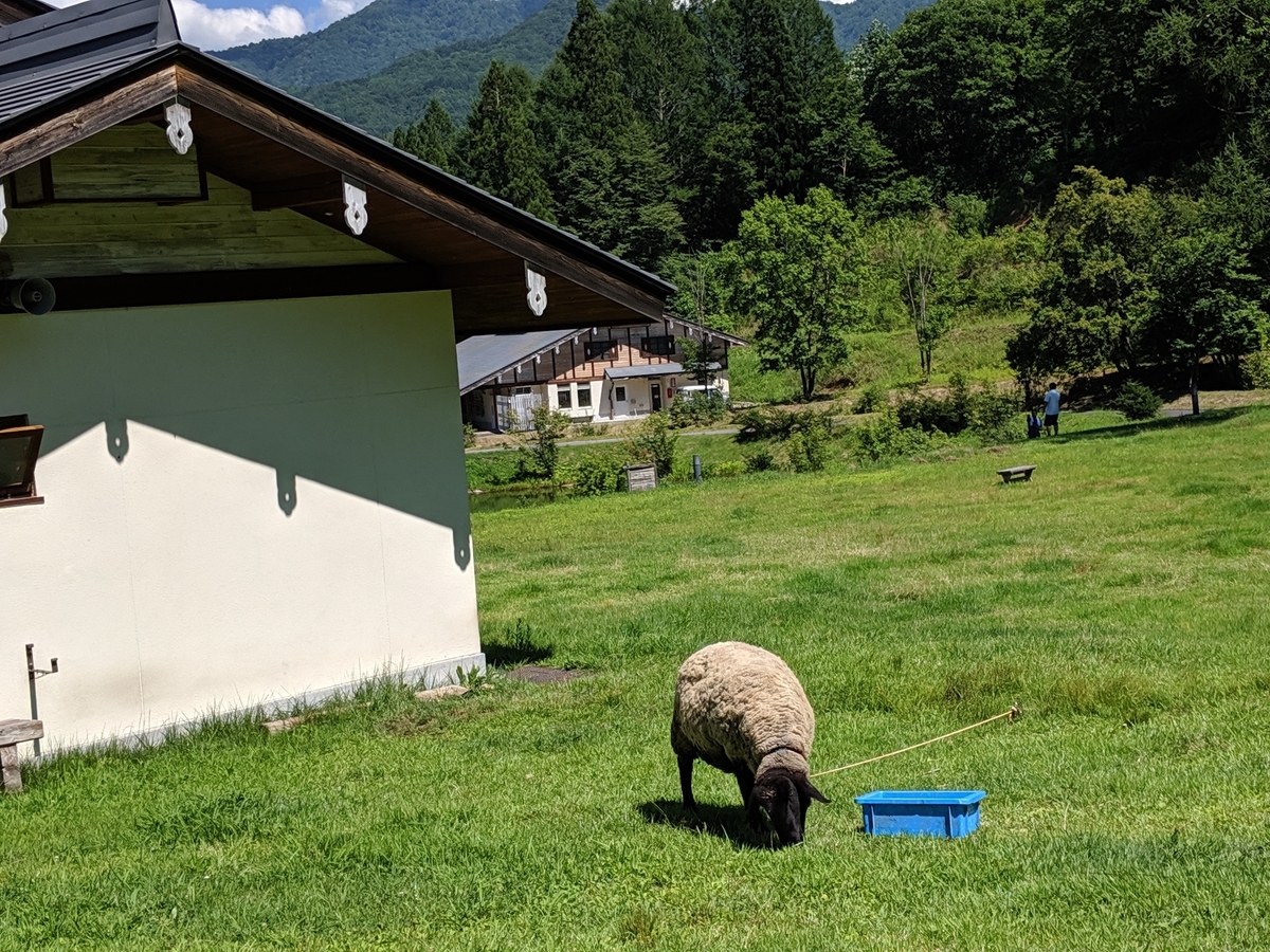 高原で草を食べる羊