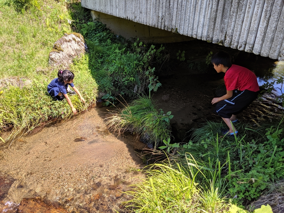 牧場を流れる川で水遊び
