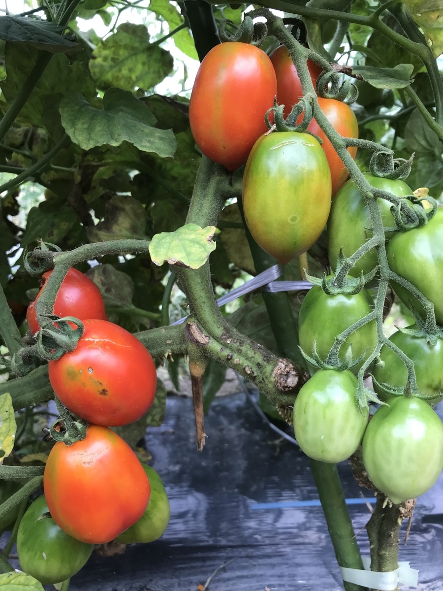 f:id:organicfarm:20190823130545j:plain