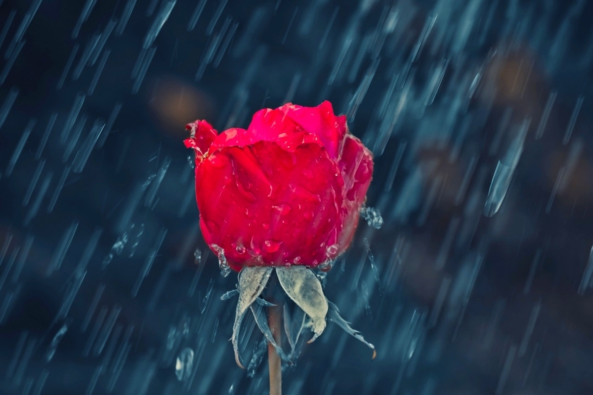 雨に咲く花 心の歌