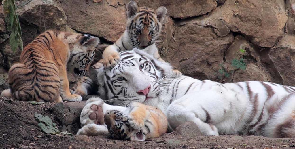 f:id:oriana-van-beem:20181220112352j:plain