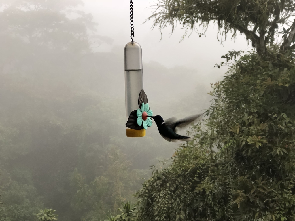 f:id:oriana-van-beem:20181220112407j:plain