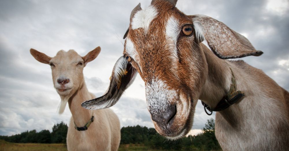 f:id:oriana-van-beem:20200813145338j:plain