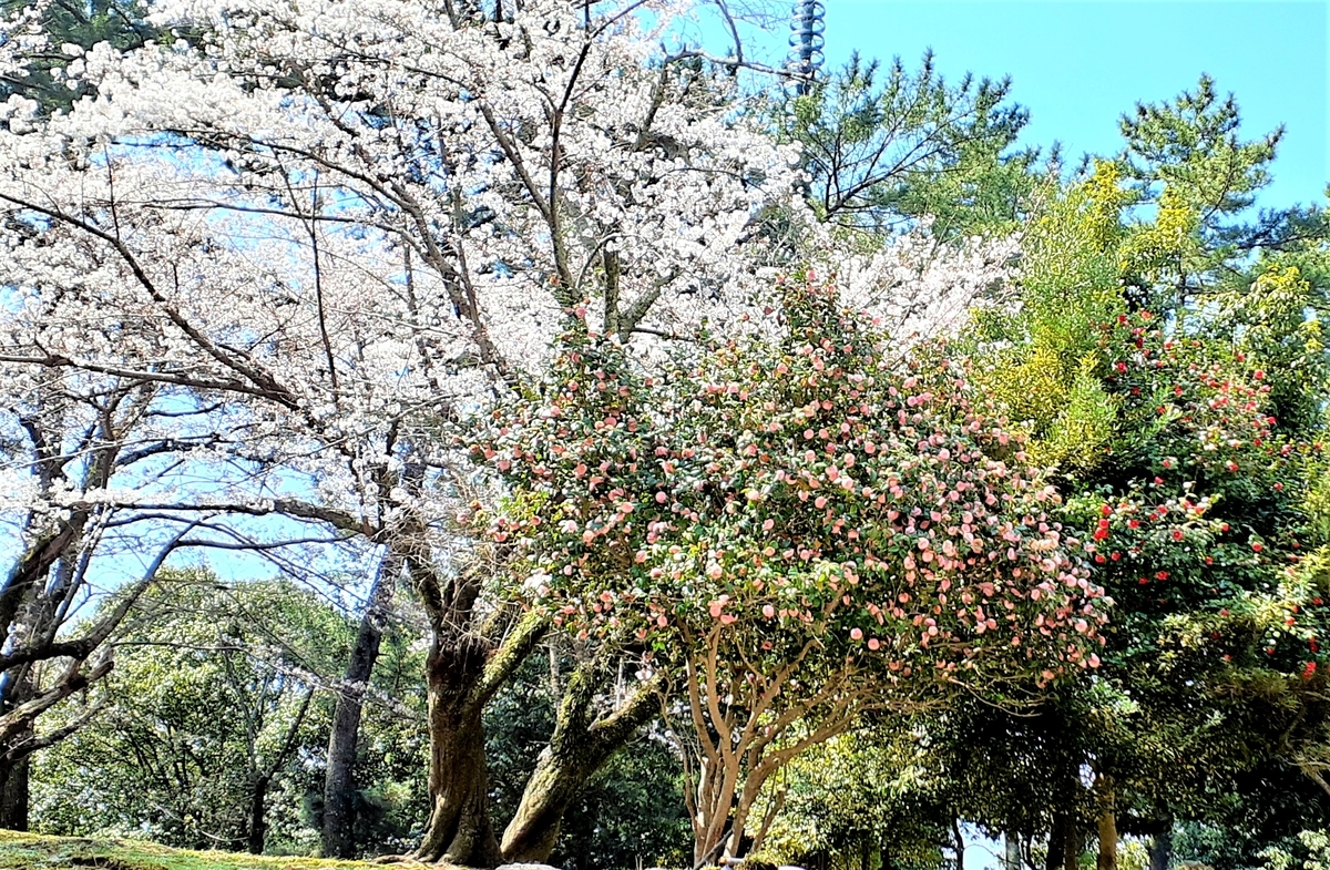f:id:oribiyori:20210324213151j:plain