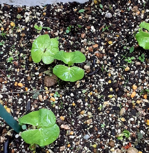 f:id:oribiyori:20210519183904j:image