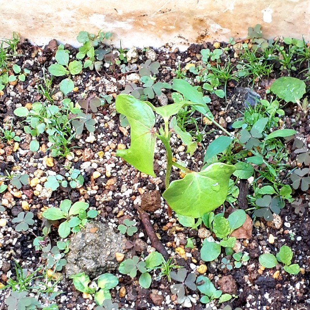 f:id:oribiyori:20210610183758j:image f:id:oribiyori:20210610183758j:image