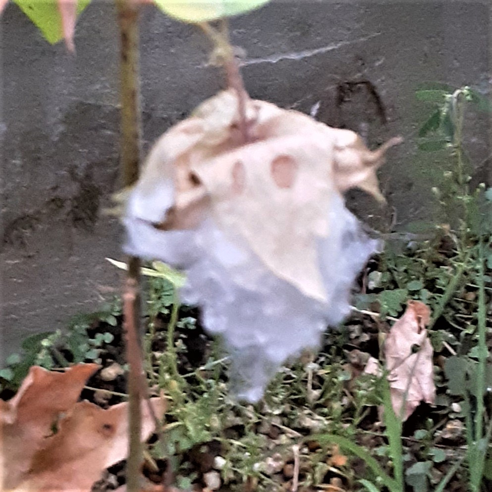 f:id:oribiyori:20210830203858j:plain