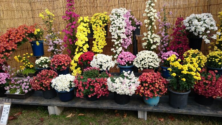 f:id:origuchiisao:20161123192848j:image f:id:origuchiisao:20161123192848j:image