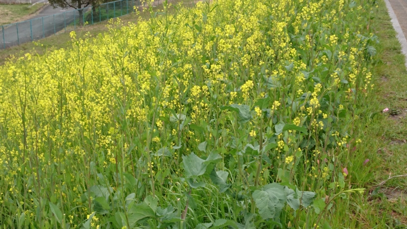 f:id:origuchiisao:20170323085712j:image