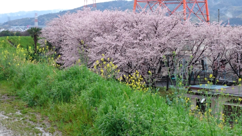 f:id:origuchiisao:20170409085022j:image