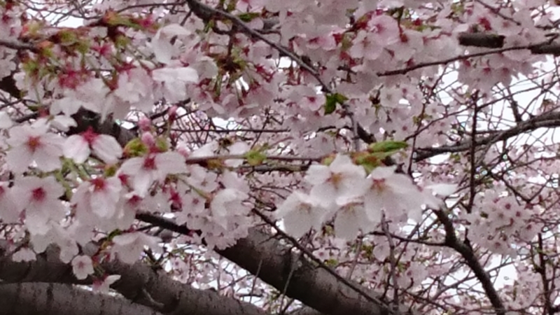 f:id:origuchiisao:20170409124545j:image