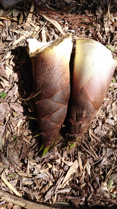 f:id:origuchiisao:20170419141210j:image