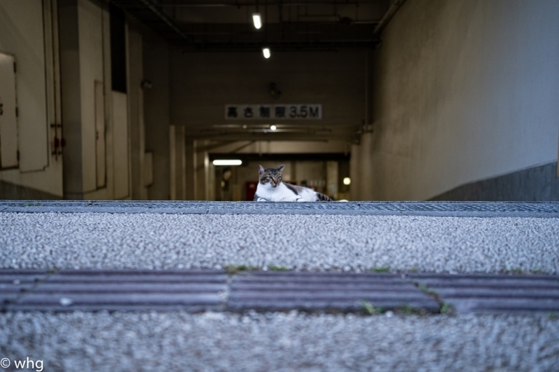 牧志・ねこ・・