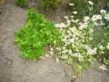 20100420210550