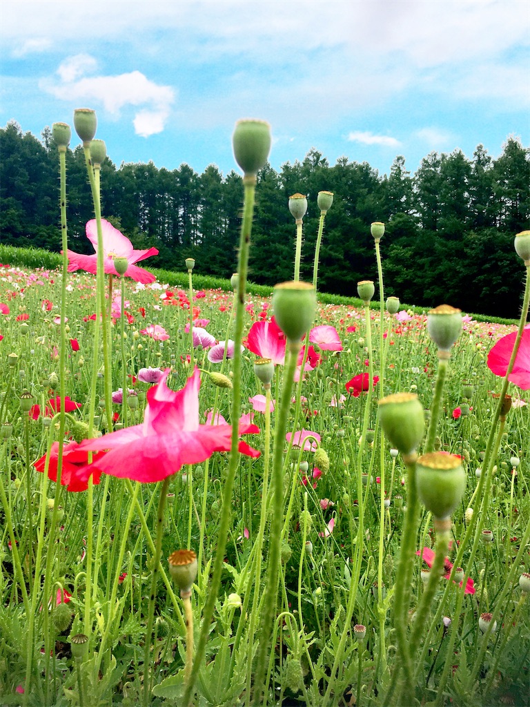 f:id:oringo0417:20200731113550j:image