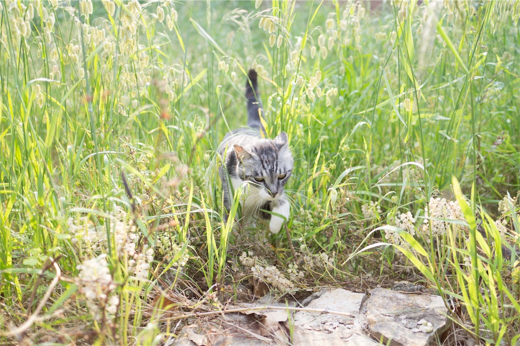 f:id:orion_lix:20180602010938j:image