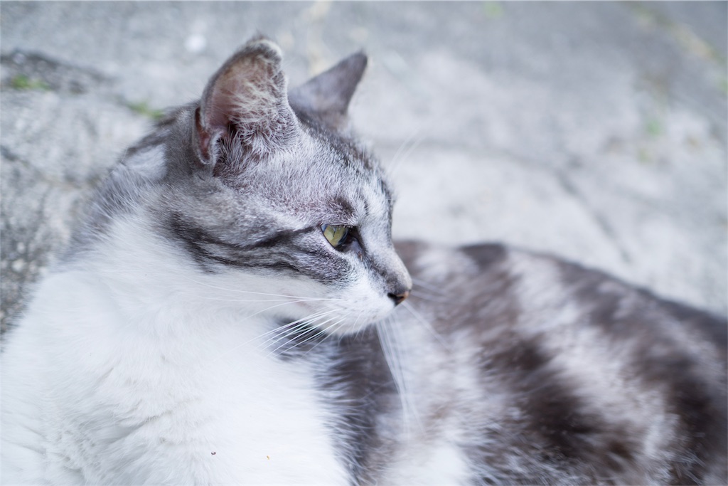 f:id:orion_lix:20180602011347j:image