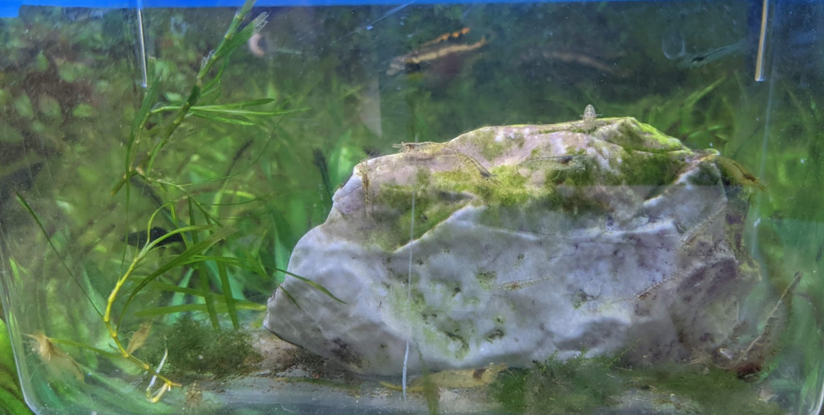 Orl Wakayama Med 2 0