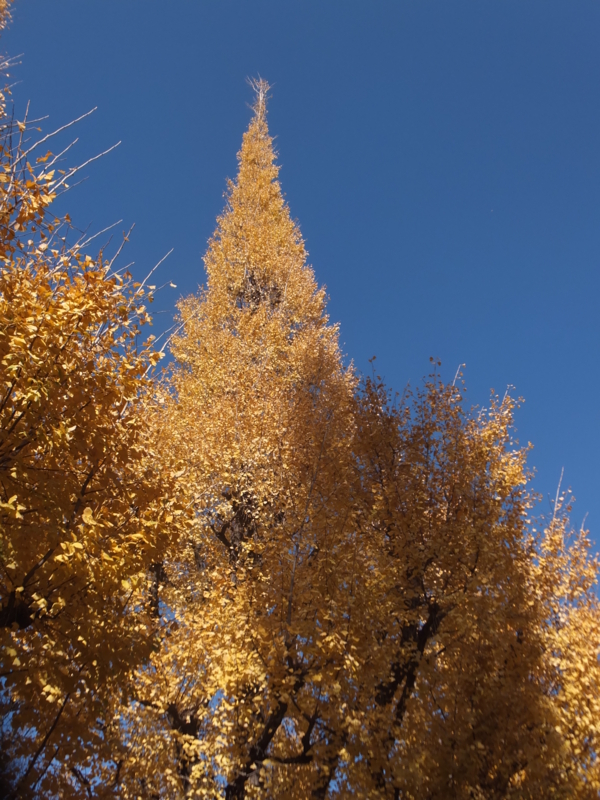 f:id:ornith:20131127130415j:plain