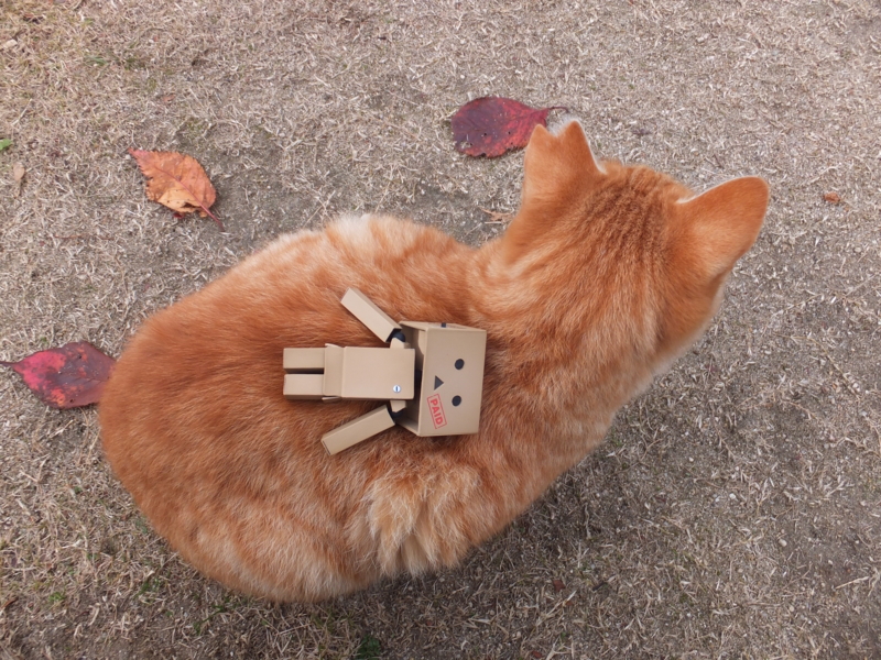 f:id:ornith:20131208085025j:plain