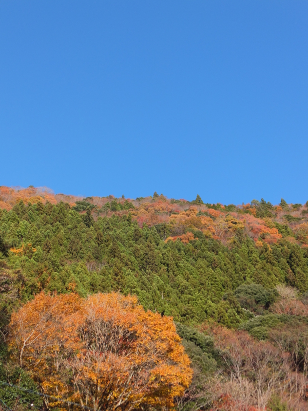 f:id:ornith:20141008194305j:plain f:id:ornith:20141008194305j:plain