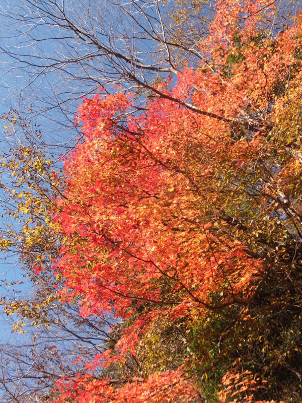 f:id:ornith:20141008194329j:plain f:id:ornith:20141008194329j:plain