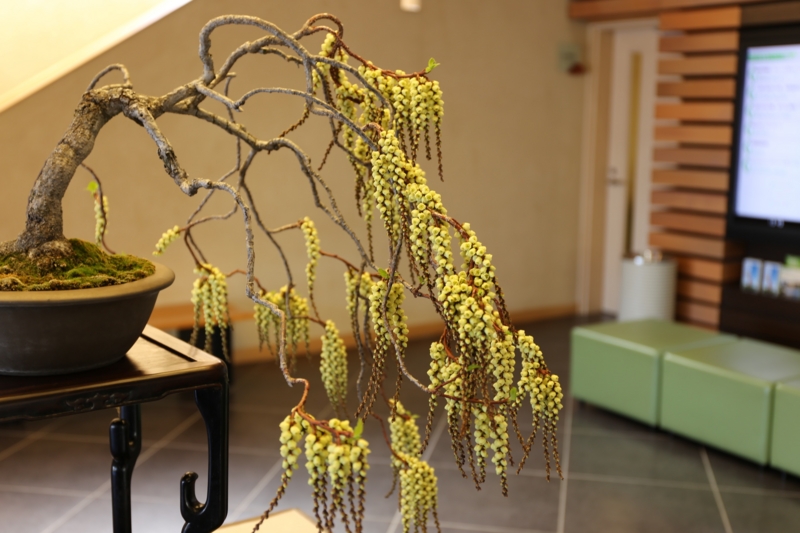 f:id:ornith:20150306114340j:plain