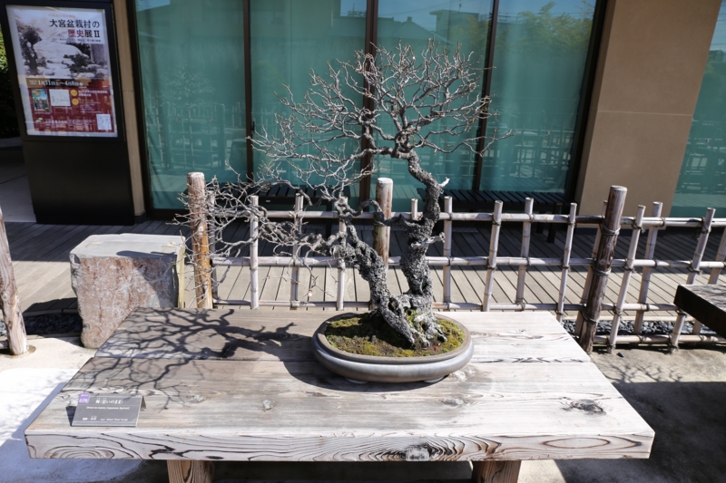 f:id:ornith:20150306114347j:plain