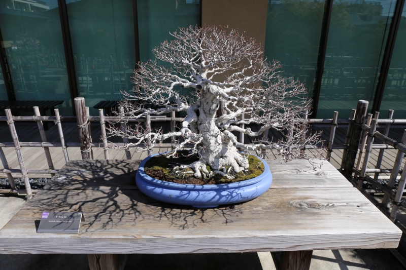 f:id:ornith:20150306114352j:plain