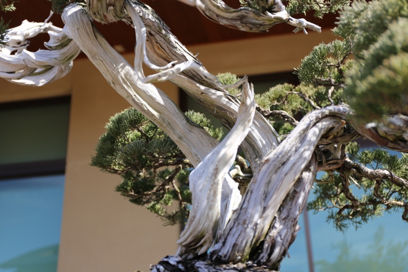 f:id:ornith:20150306114359j:plain