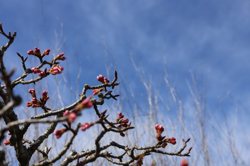 f:id:ornith:20150306114403j:plain