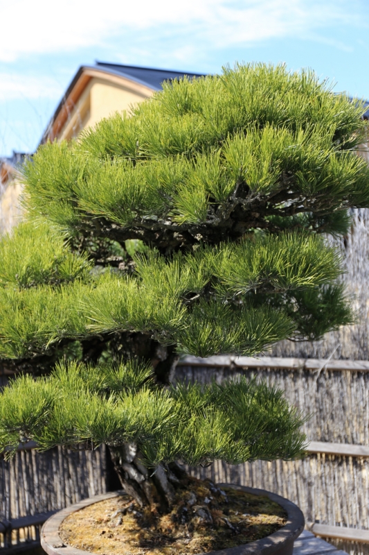 f:id:ornith:20150306114405j:plain