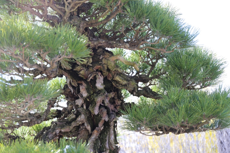 f:id:ornith:20150306114406j:plain