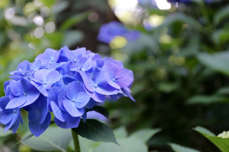 f:id:ornith:20150621153032j:plain