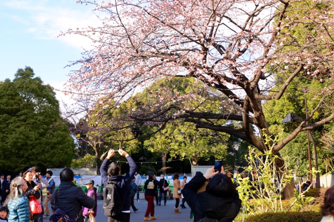 f:id:ornith:20160221234116j:plain f:id:ornith:20160221234116j:plain