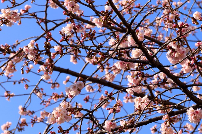 f:id:ornith:20160221234509j:plain f:id:ornith:20160221234509j:plain