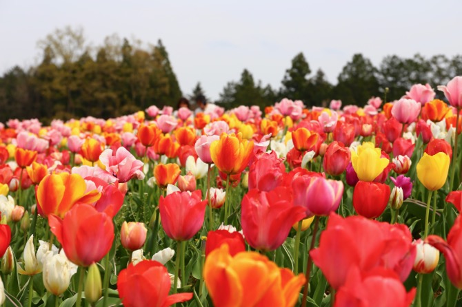 秩父 芝桜の丘 羊山公園 チューリップ畑