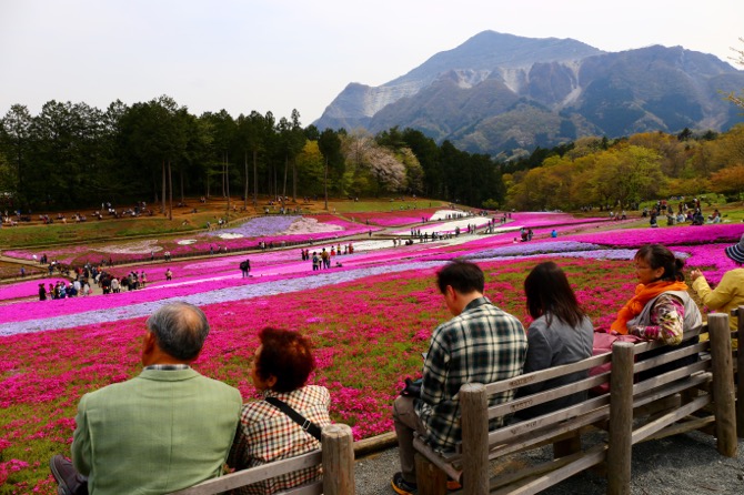 秩父 芝桜の丘 羊山公園15